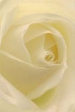 Drawn into the luminous heart of a cream-white rose, this image evokes the calm and artistry of floral design along Aldgate's storied lanes. Each petal unfurls in perfect, spiral formation, inviting the mind to linger over its soft, dew-kissed texture. Subtle shadows play between the ivory layers, creating quiet drama and suggestive depth-a scene bathed in the kind of gentle light that filters through old city windows on Mansell Street. The rose's tranquility offers solace and reflection, making it a cherished choice for moments requiring dignity, sympathy, or heartfelt recognition in the Aldgate area. The impression is both tactile and emotional-a barely detectable, sweet perfume drifts in the imagined air, bringing comfort to homes and loved ones alike. The craftsmanship shines through in every precisely placed fold, capturing not only a beautiful bloom but also the devotion and narrative behind it, as understood by those who serve Aldgate with floral expertise and care.